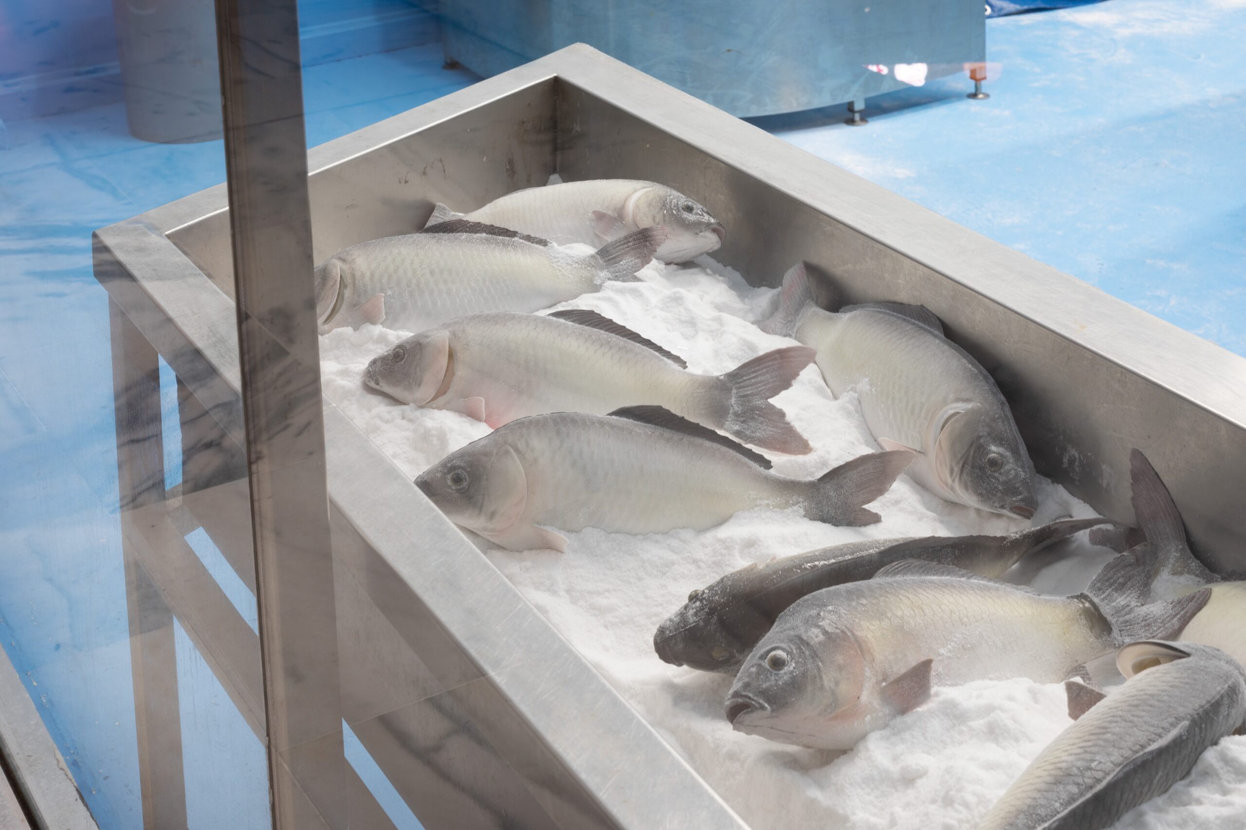 Shen Shaomin, Chinese Carp installation, 2026, REDBASE Art, Galleries copy